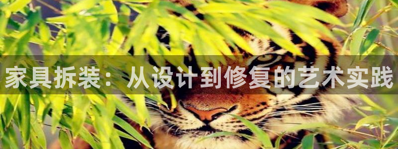 欧星娱乐网址接受：家具拆装：从设计到修复的艺术实践