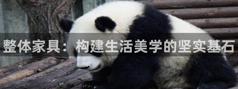 星辉娱乐进入欧连杯